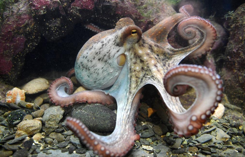 Une pieuvre est photographiée au centre marin Oceanopolis, à Brest.