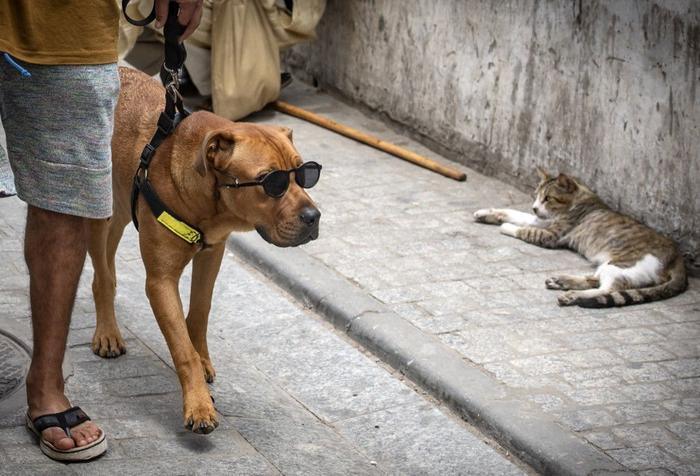 chat chien animaux AFP