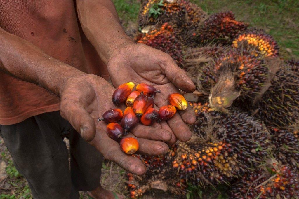 huile de palme AFP