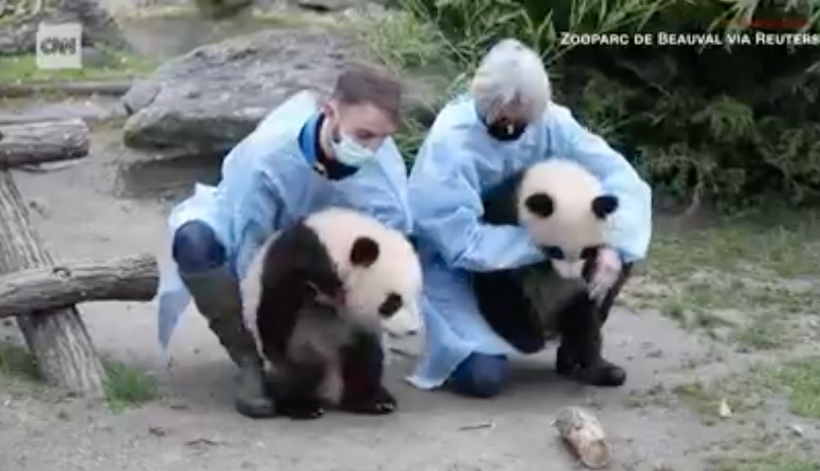 Jumeaux Panda du zoo de Beauval