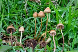 Des Psilocybe mexicana photographiés dans la nature
