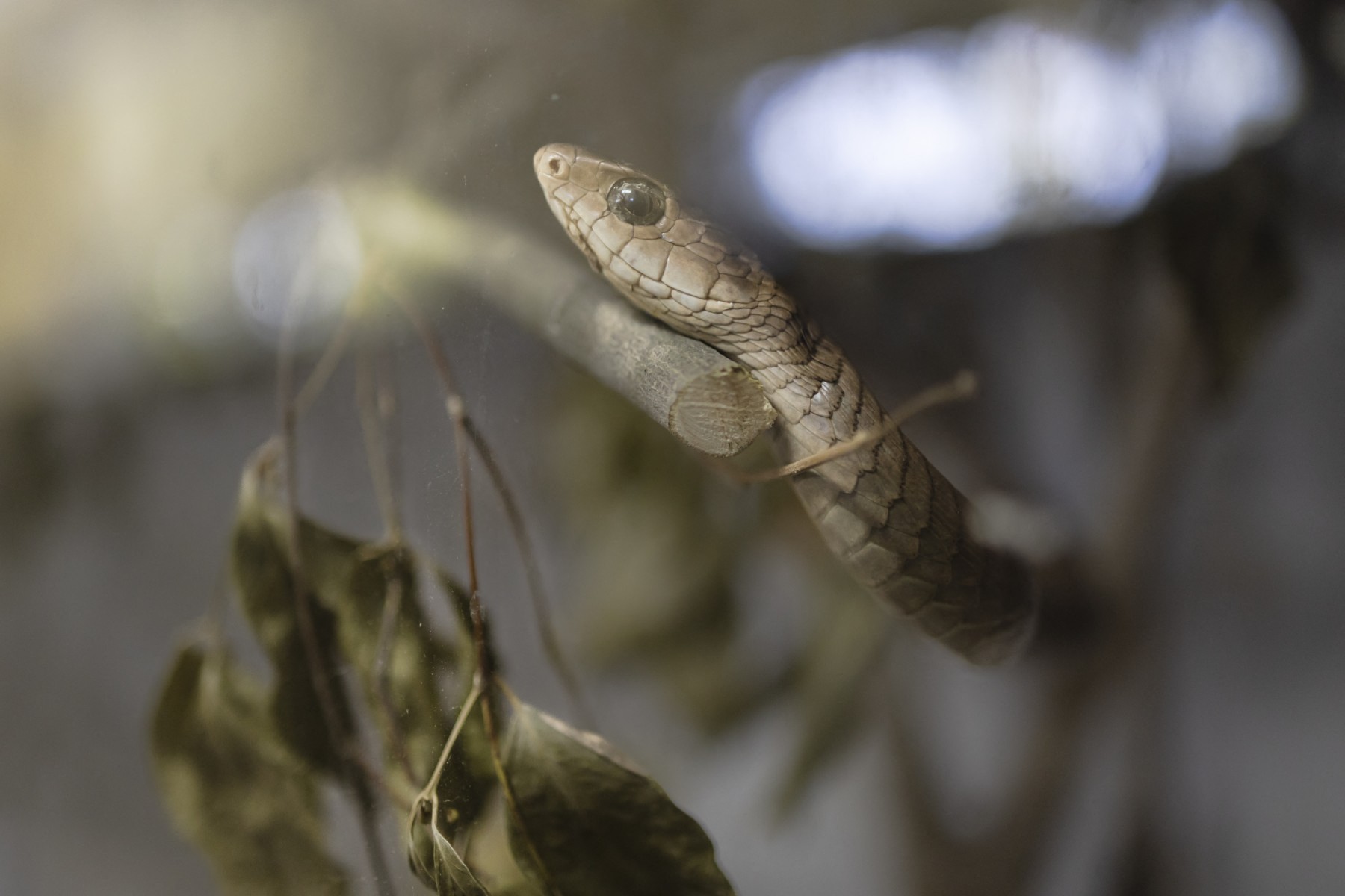 Pourquoi le venin de serpent a peut-être évolué, non pour la défense, mais pour la capture des proies 