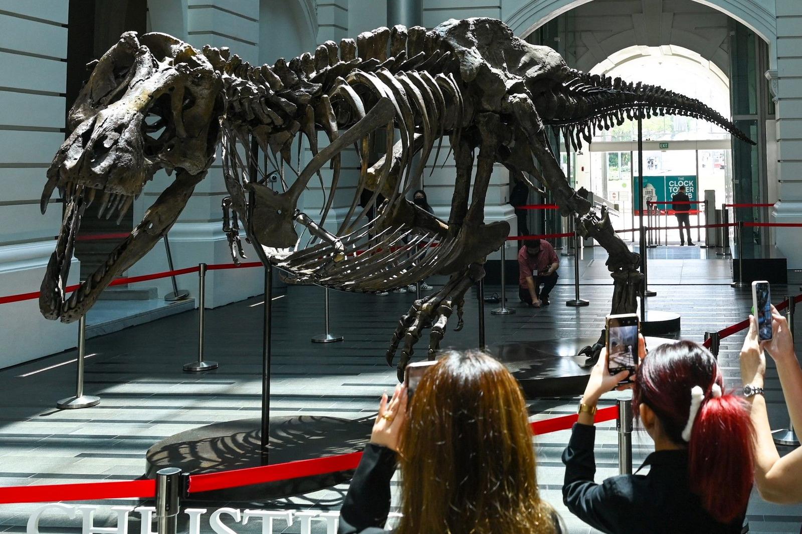 dinosaure - AFP