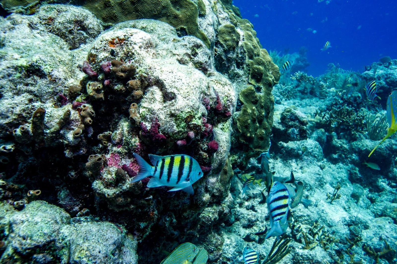 corail AFP