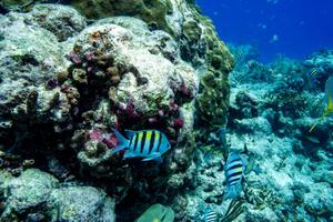 corail AFP