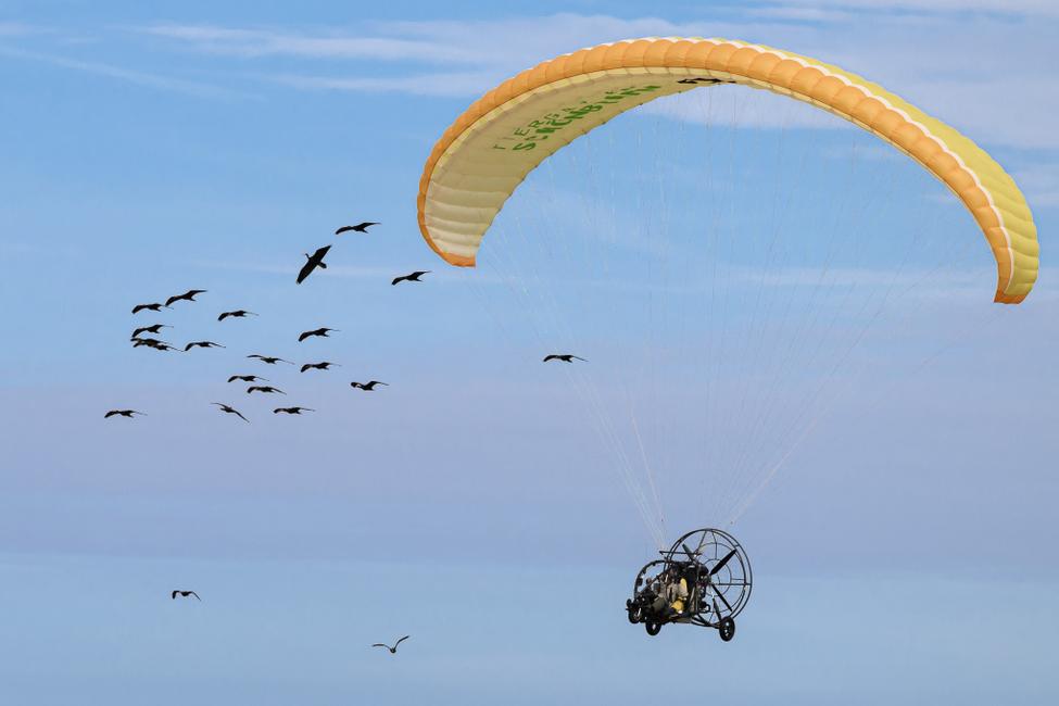 Des ibis chauves lors de leur migration dans la région de Besançon, dans l'est de la France, le 2 septembre 2026.