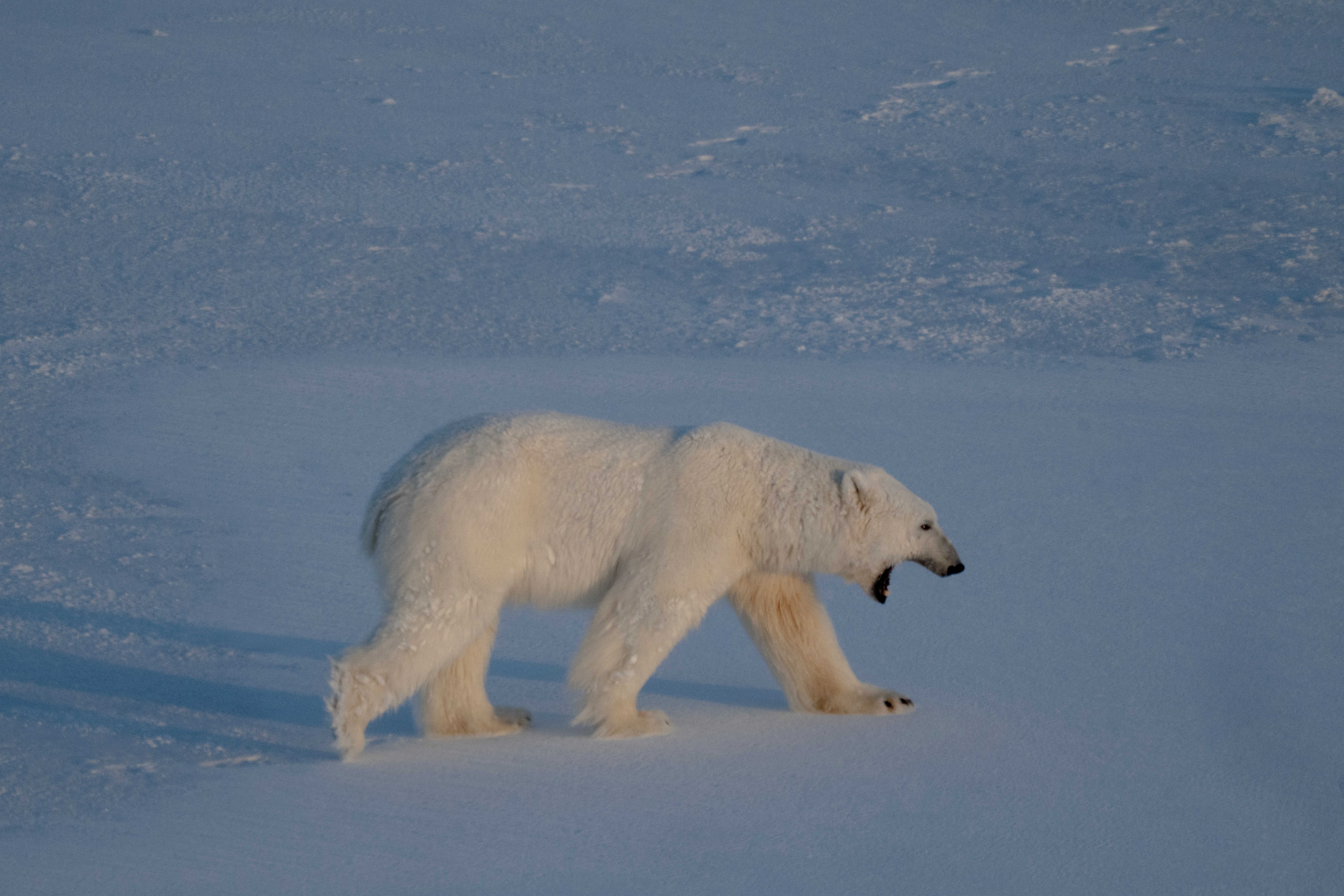 Les ours polaires s'adaptent génétiquement au changement climatique