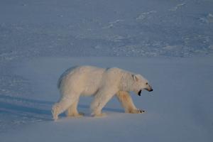 Un ours polaire mâle marche sur la banquise près des glaciers de l'est du Spitzberg, dans l'archipel du Svalbard, le 9 avril 2025.