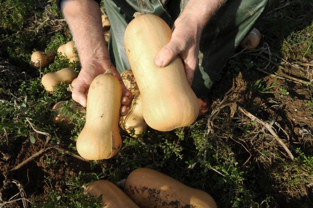 butternut - AFP