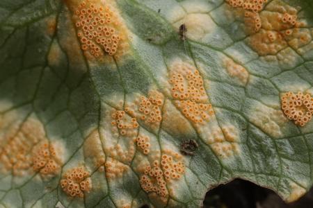 Cas d'Uromyces dactylidis sur la ficaire. (Image d'illustration)