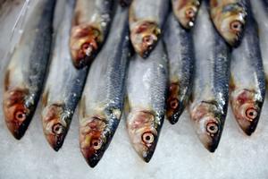 sardines