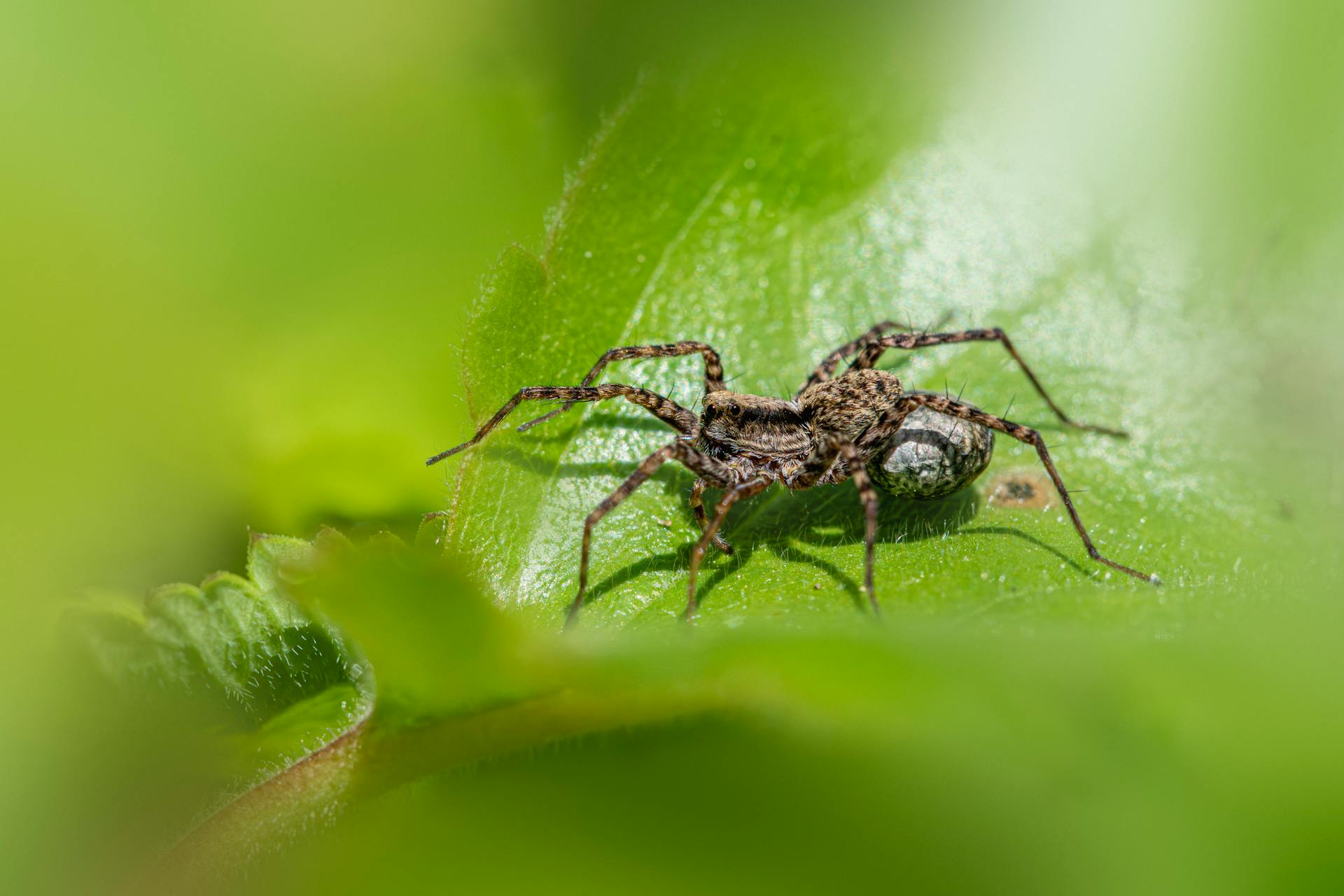 Comment le venin d'une araignée endommage-t-il les cellules humaines ?