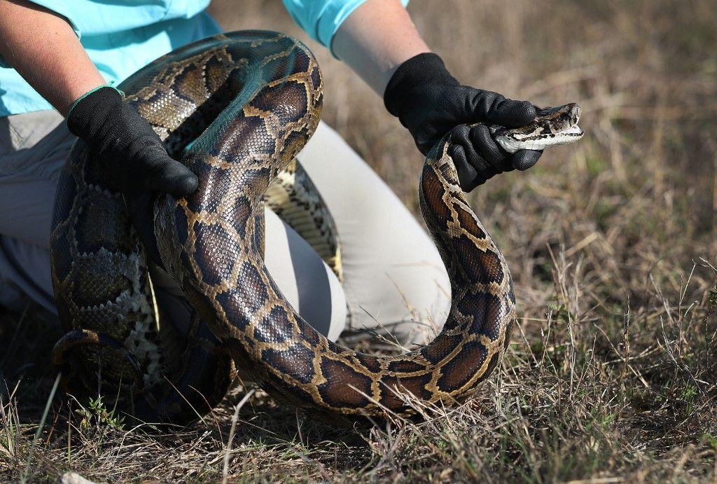 python serpent AFP