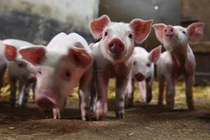 cochon élevage agriculture AFP