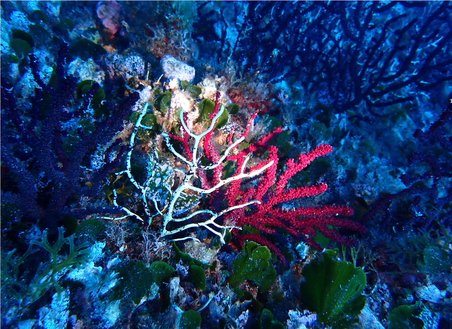Parc national des Calanques