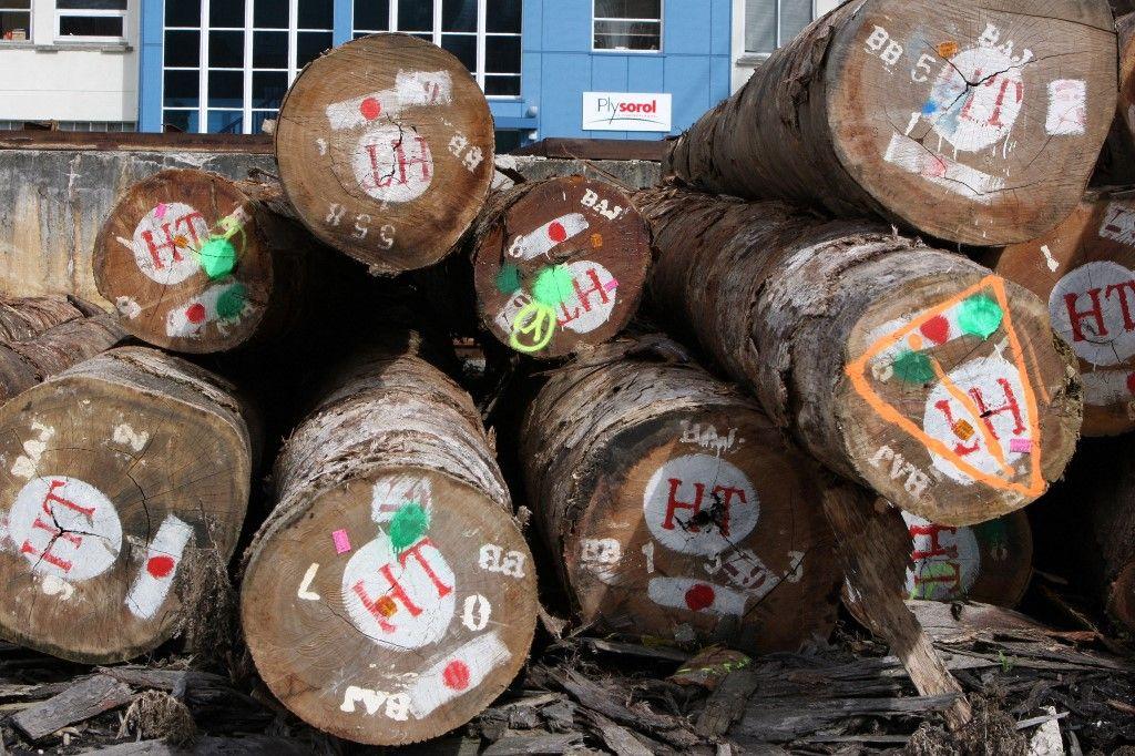 bois arbres AFP