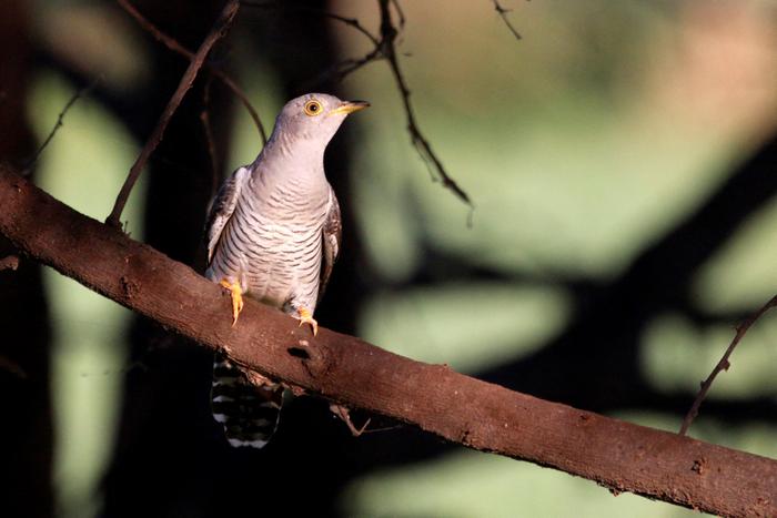 Un coucou-épervier est perché sur une branche d'arbre dans une réserve ornithologique à Sultanpur.