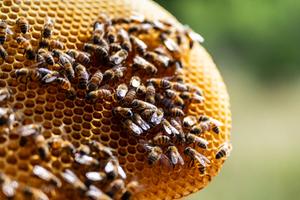 Des abeilles se gavent de nectar au rucher Bee Mindful, le 6 juin 2025 à Austin, au Texas.