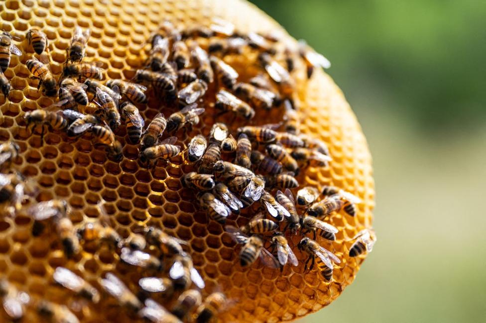 Des abeilles se gavent de nectar au rucher Bee Mindful, le 6 juin 2025 à Austin, au Texas.