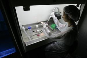 Une chercheuse travaille avec des cellules souches embryonnaires issues d'une fécondation in vitro dans un laboratoire du centre de recherche sur le génome humain de l'Université de São Paulo, au Brésil.