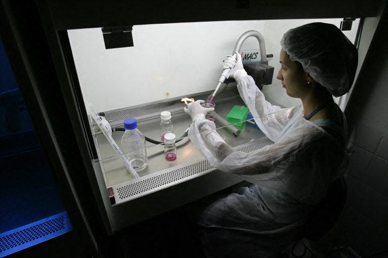Une chercheuse travaille avec des cellules souches embryonnaires issues d'une fécondation in vitro dans un laboratoire du centre de recherche sur le génome humain de l'Université de São Paulo, au Brésil.