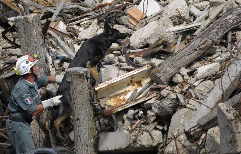 chien sauvetage AFP