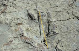 Empreinte de dinosaure de 1,2 mètre de diamètre trouvée à Maragua Marka Quila Quila, en Bolivie, le 8 août 2016. (Image d'illustration)