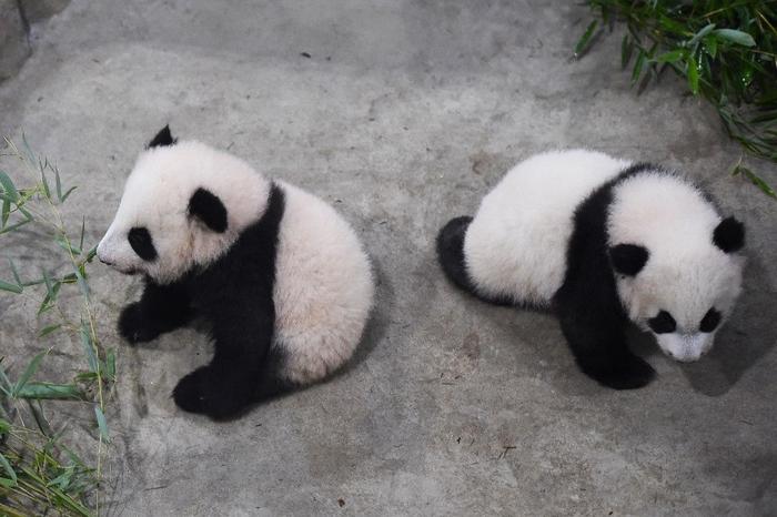 pandas Beauval AFP