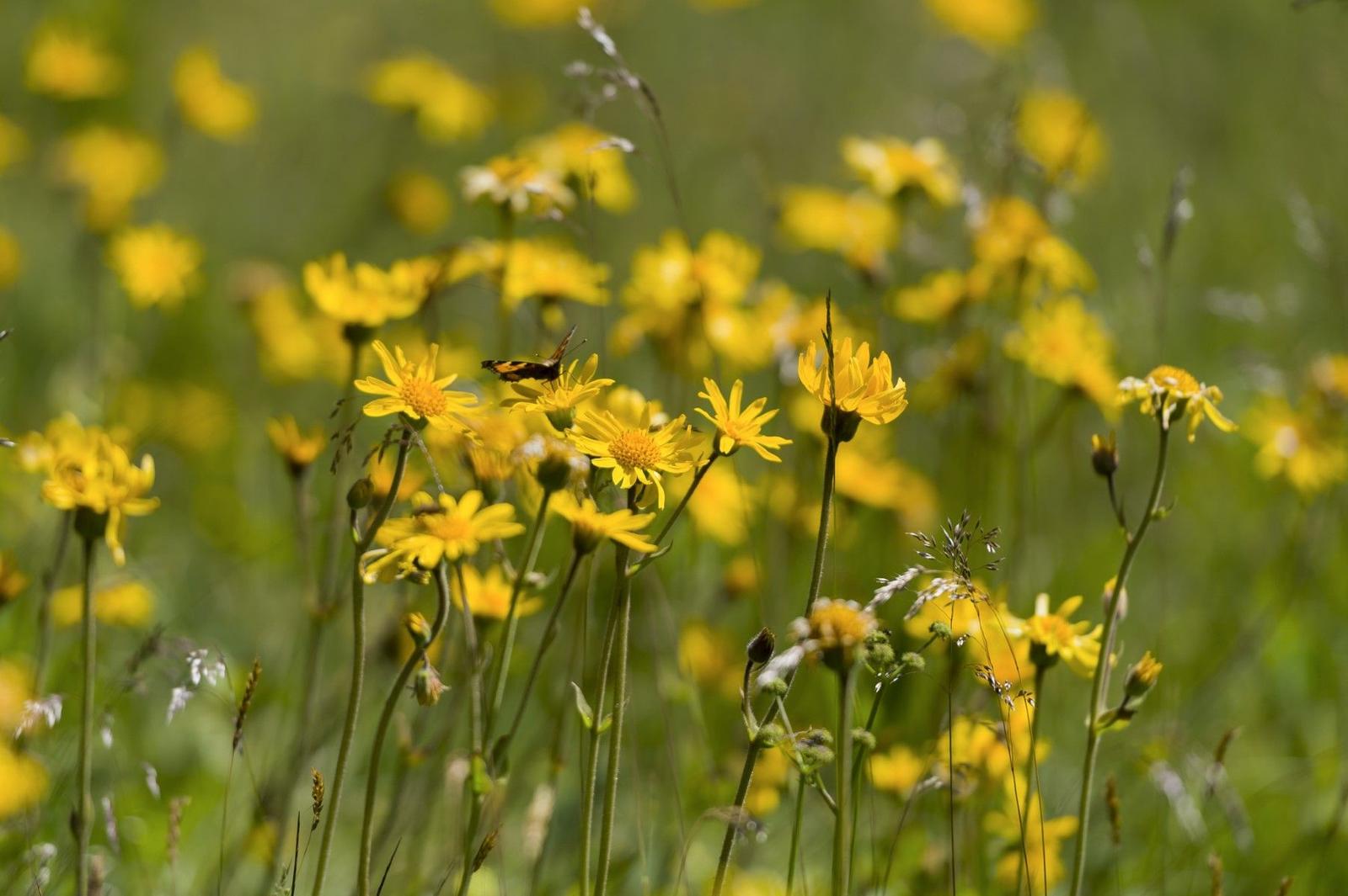 Arnica