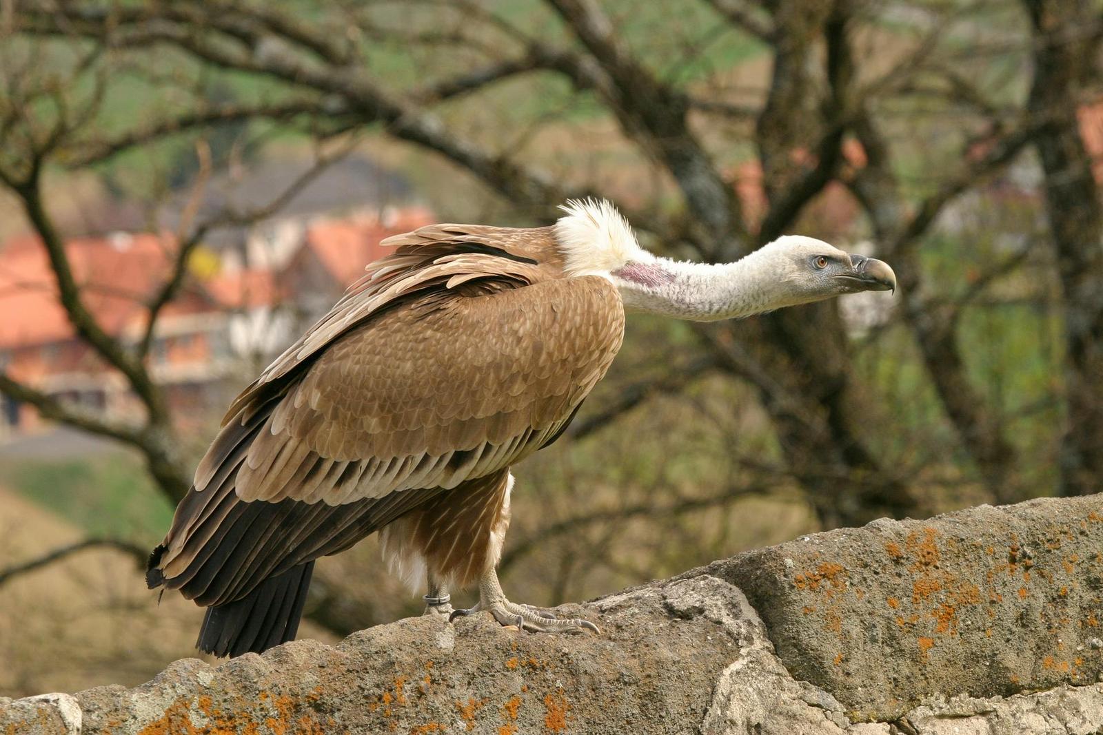 De nouvelles molécules spécialisées dans la reconnaissance des bactéries ont été découvertes dans le système immunitaire des vautours