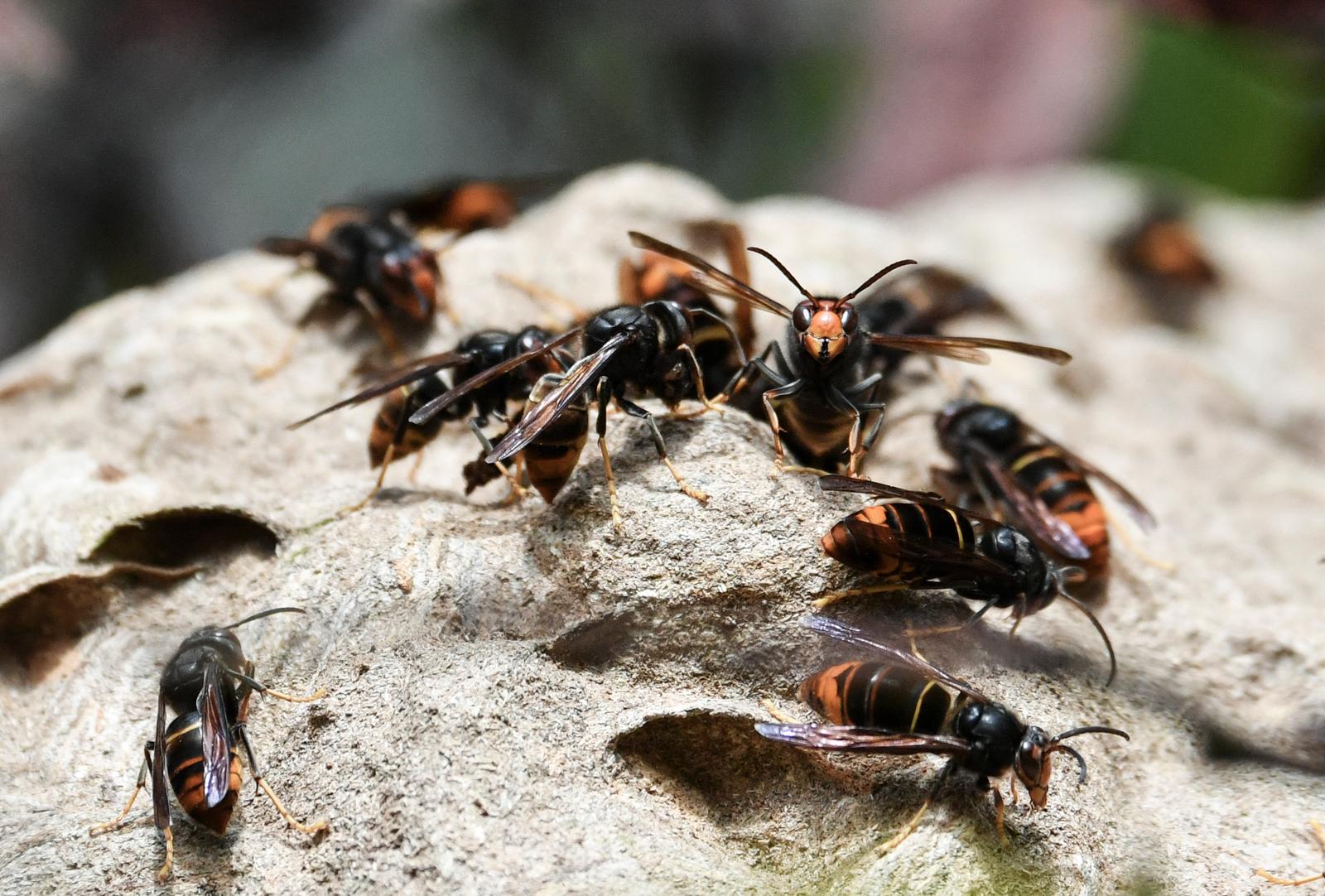 Des frelons asiatiques sur leur nid.
