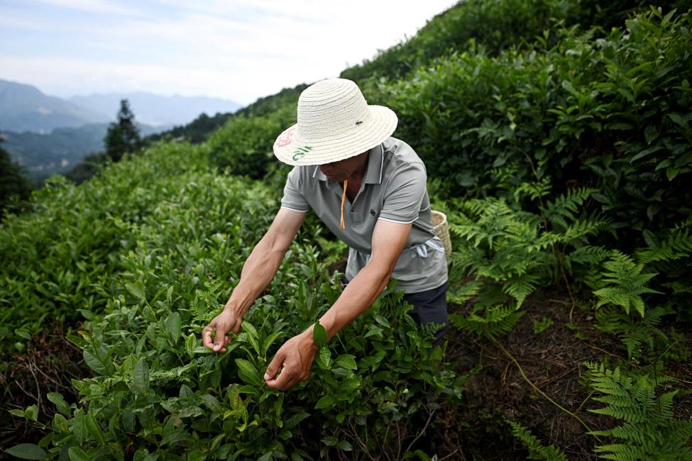Un homme cueille des feuilles de thé vert dans une plantation du mont Mengding, à Ya'an, dans la province du Sichuan, au sud-ouest de la Chine, le 11 juin 2024.