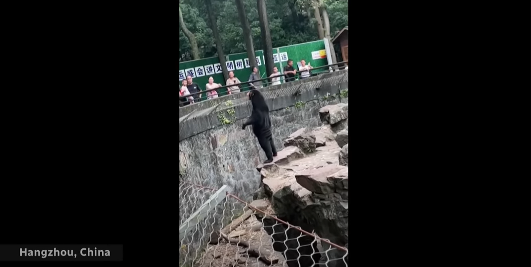 Sunbear - ours malais