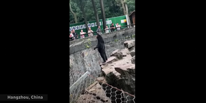 Sunbear - ours malais
