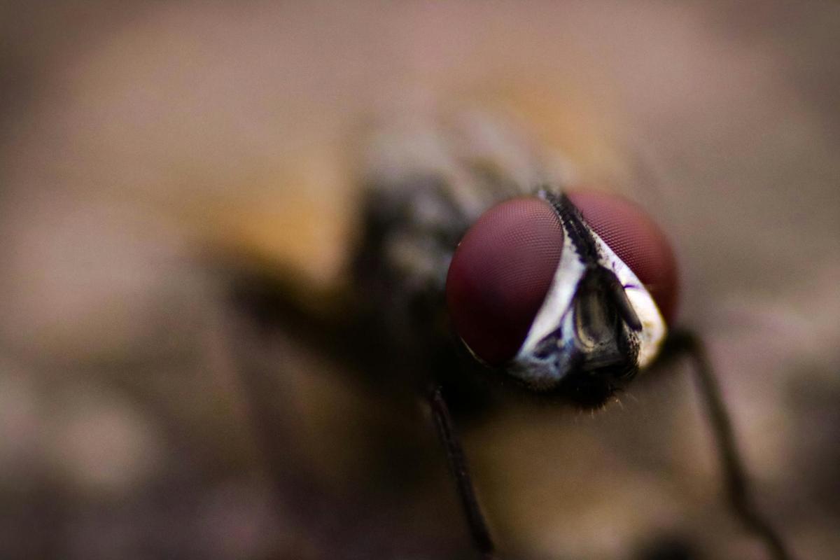 Nous ne pouvons pas savoir exactement à quoi ressemble le monde perceptif d'une mouche, mais nous savons qu'il doit être très différent du nôtre.
