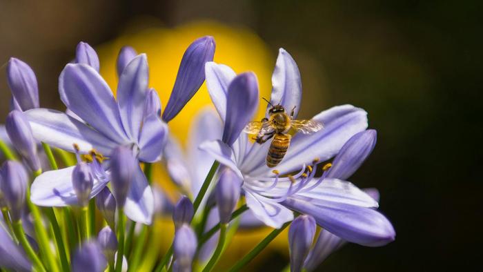 90% des espèces végétales à fleurs dépendent uniquement des insectes pollinisateurs, comme les abeilles, pour leur reproduction.