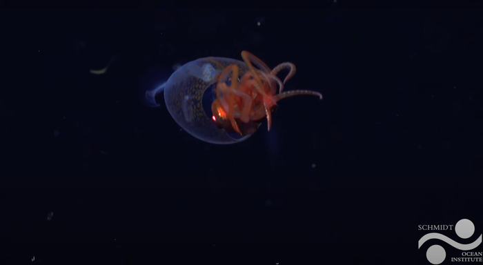 Capture d’écran Schmidt Ocean