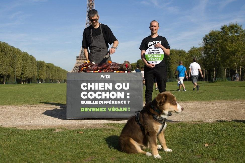 défense des animaux AFP