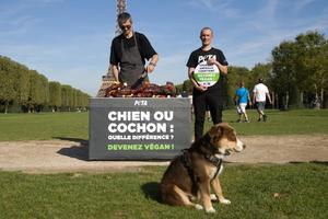 défense des animaux AFP