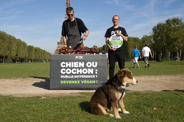 défense des animaux AFP