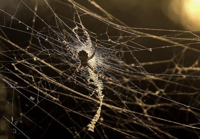 araignée toile AFP