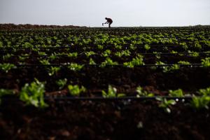 Agriculture.