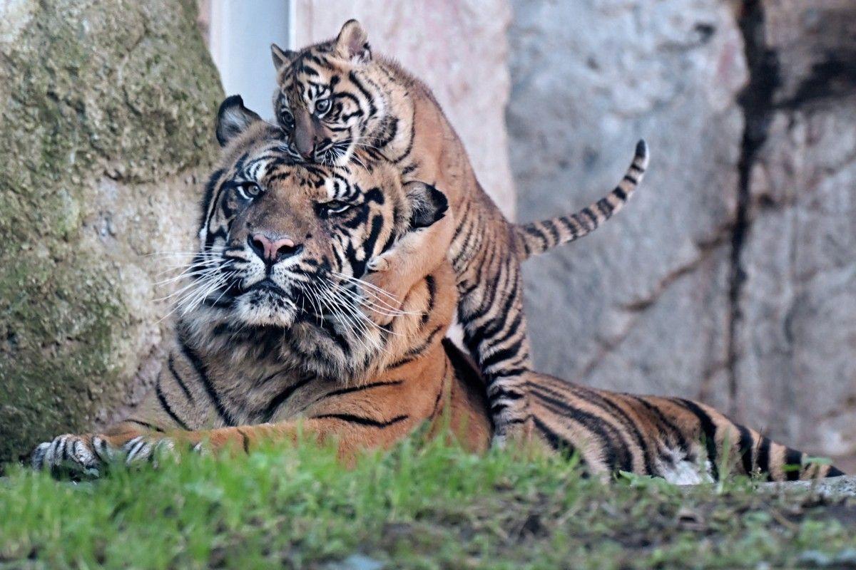 tigre AFP
