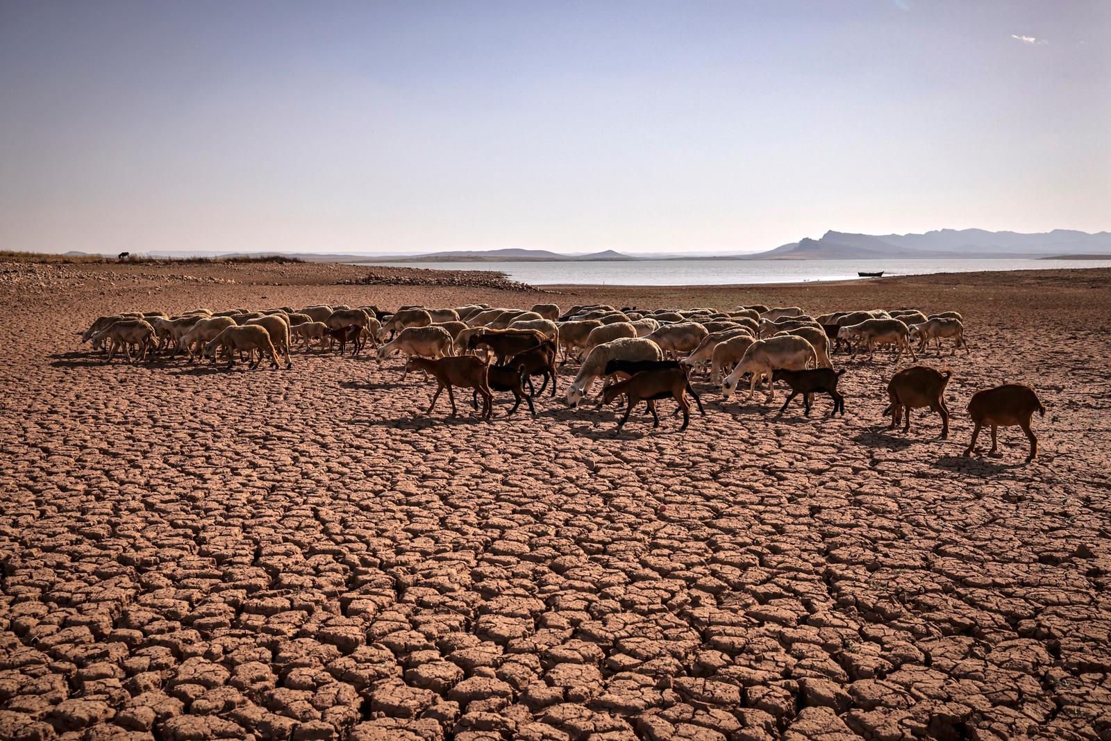 Chaque année, environ 600 millions de tonnes de méthane sont émises dans l'air, dont environ 40 % proviennent de sources naturelles et 60 % d'activités humaines.