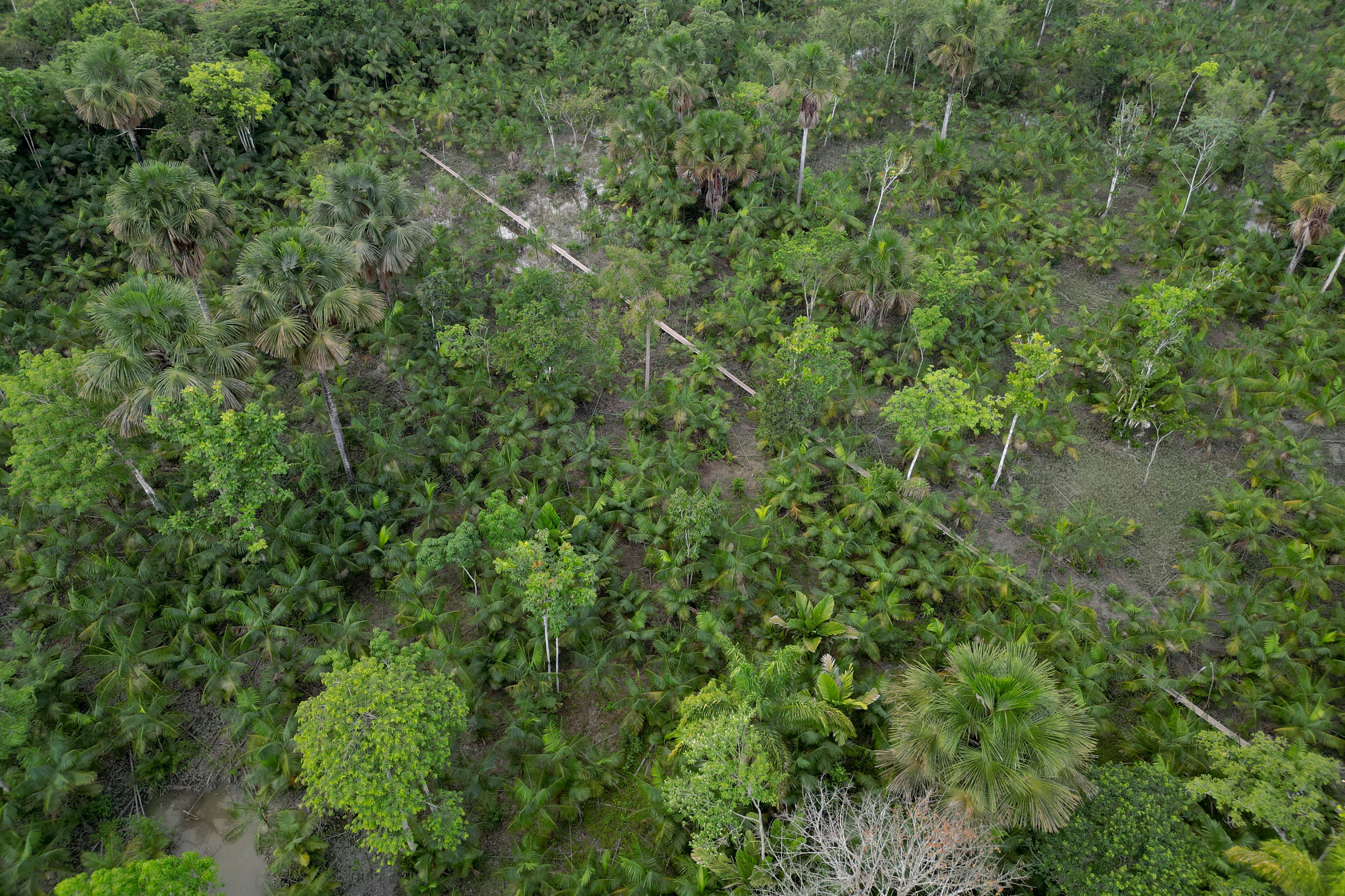Les arbres de la forêt amazonienne grandissent et voilà pourquoi c'est une bonne nouvelle