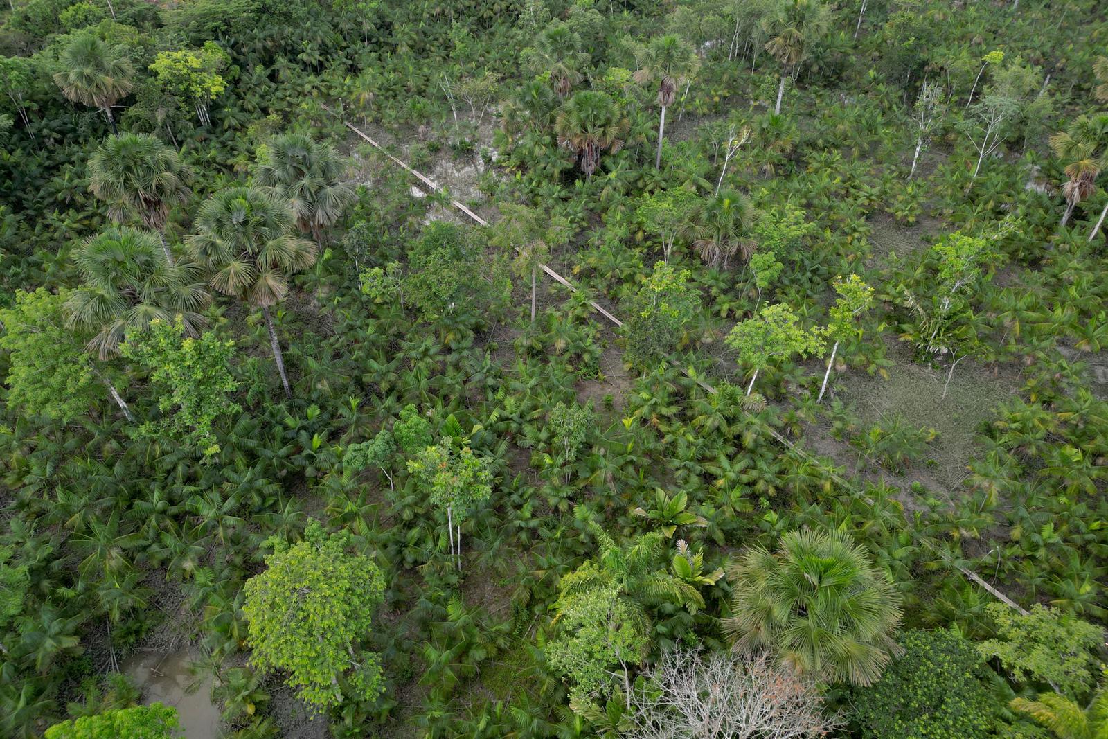 Vue aérienne d'une plantation d'açaï à Abaetetuba, dans l'État du Para, en Amazonie brésilienne.