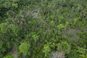 Vue aérienne d'une plantation d'açaï à Abaetetuba, dans l'État du Para, en Amazonie brésilienne.