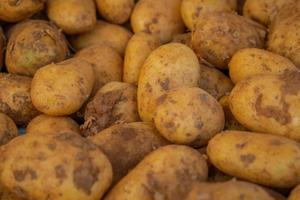 La demande pour un aliment de base comme la pomme de terre étant relativement stable, cette chute brutale de l'offre entraînera probablement une hausse des prix.