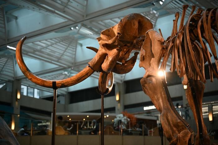 The remains of a 3.5 meters tall, 12,000-year-old woolly mammoth is seen on display in Hong Kong on August 15, 2024, the first-ever public display of a mammoth skeleton of this scale in the city. This rare woolly mammoth skeleton is being shown as part of the relocation of Sotheby's auction house in Hong Kong. (Photo by Peter PARKS / AFP)