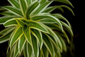 Plante verte